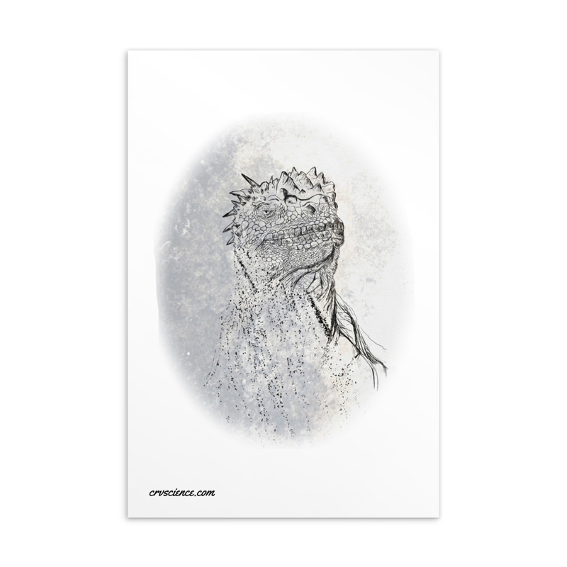 Marine Iguana (Amblyrhynchus cristatus) - Standard Postcard 4"x6"