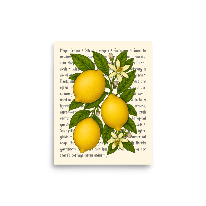 Meyer Lemon Open Edition Proof