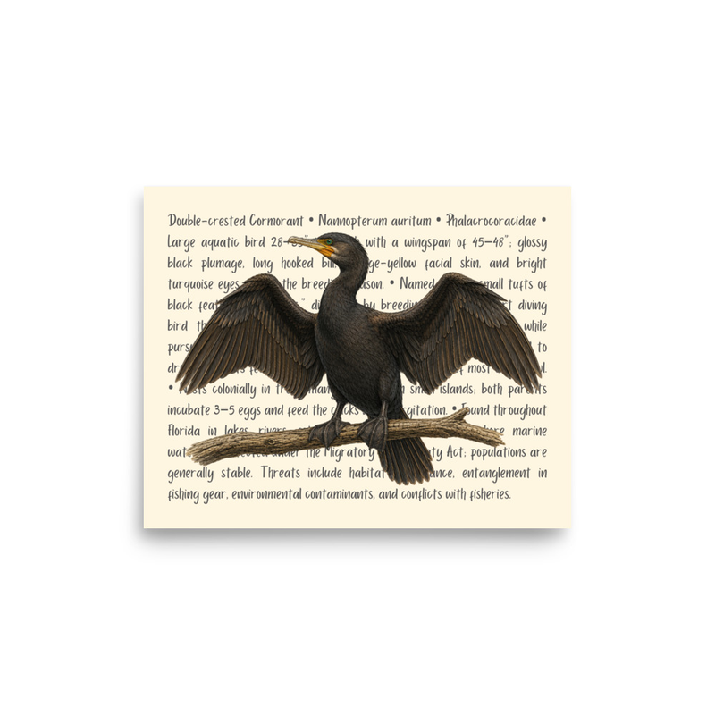 Double Crested Cormorant Open Edition Proof