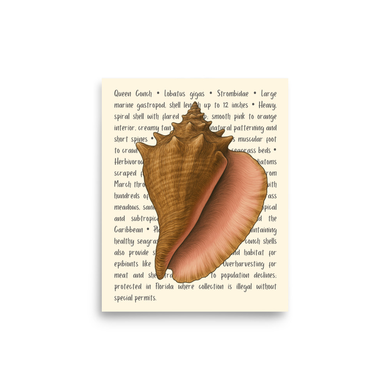 Queen Conch Open Edition Proof