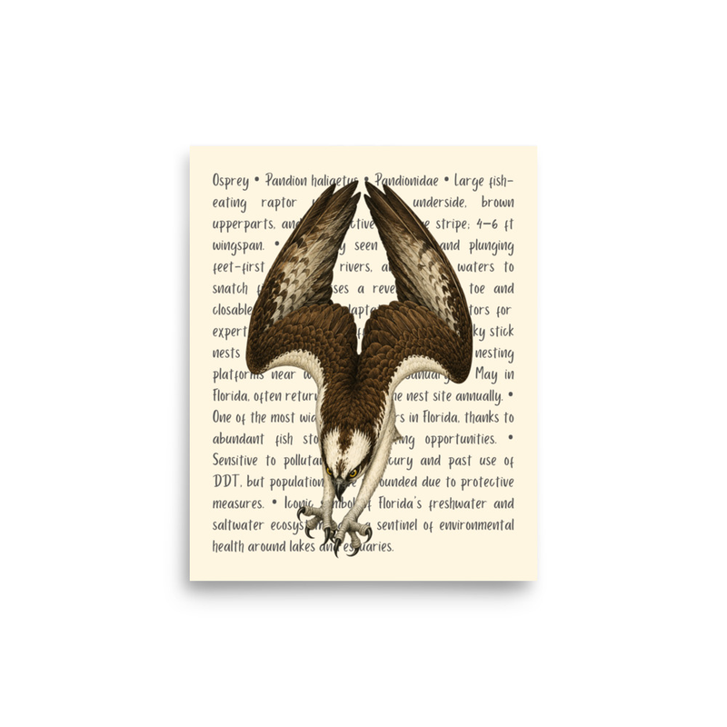 Osprey Open Edition Proof