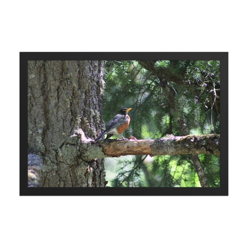 Robin in the Pines - 12" x 18" Framed Photo Paper