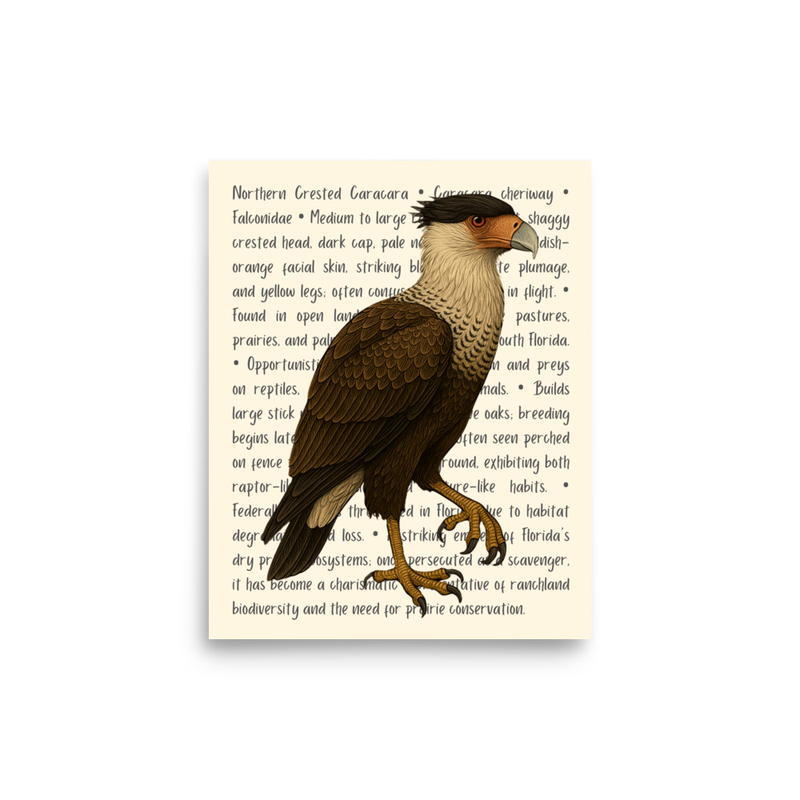 Northern Crested Caracara Open Edition Proof