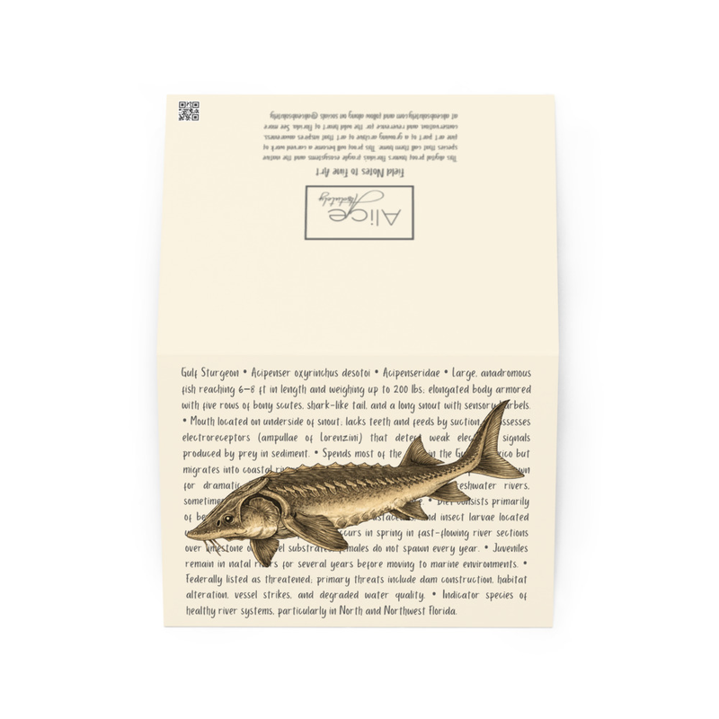 Gulf Sturgeon Greeting Card