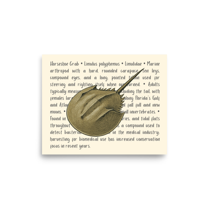 Horseshoe Crab Open Edition Proof