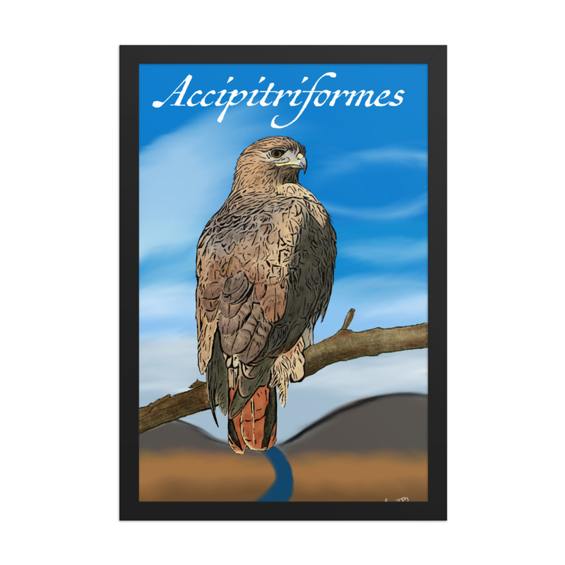 Accipitriformes (Red Tailed Hawk) 12" x 18" Framed Print