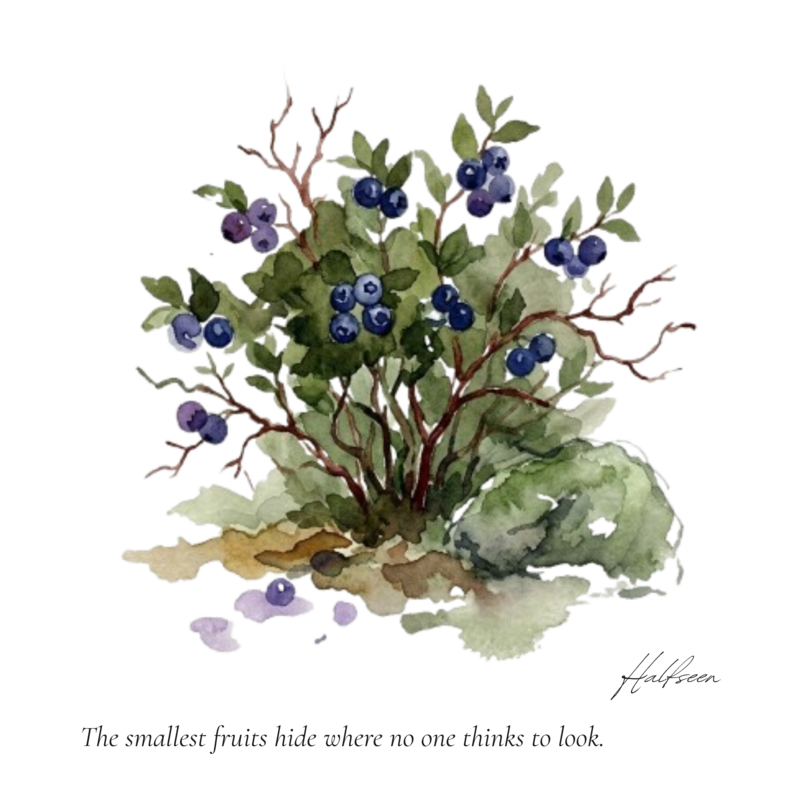 The Blueberry Bush — illustrationBack