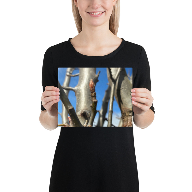After the Cold Canvas Print – 8″×10″