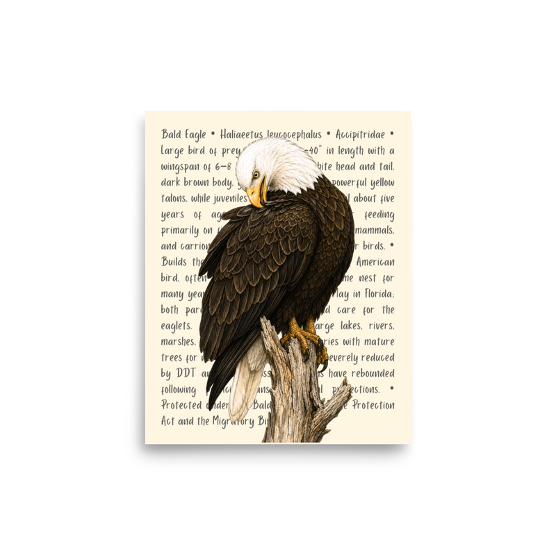 Bald Eagle Open Edition Proof