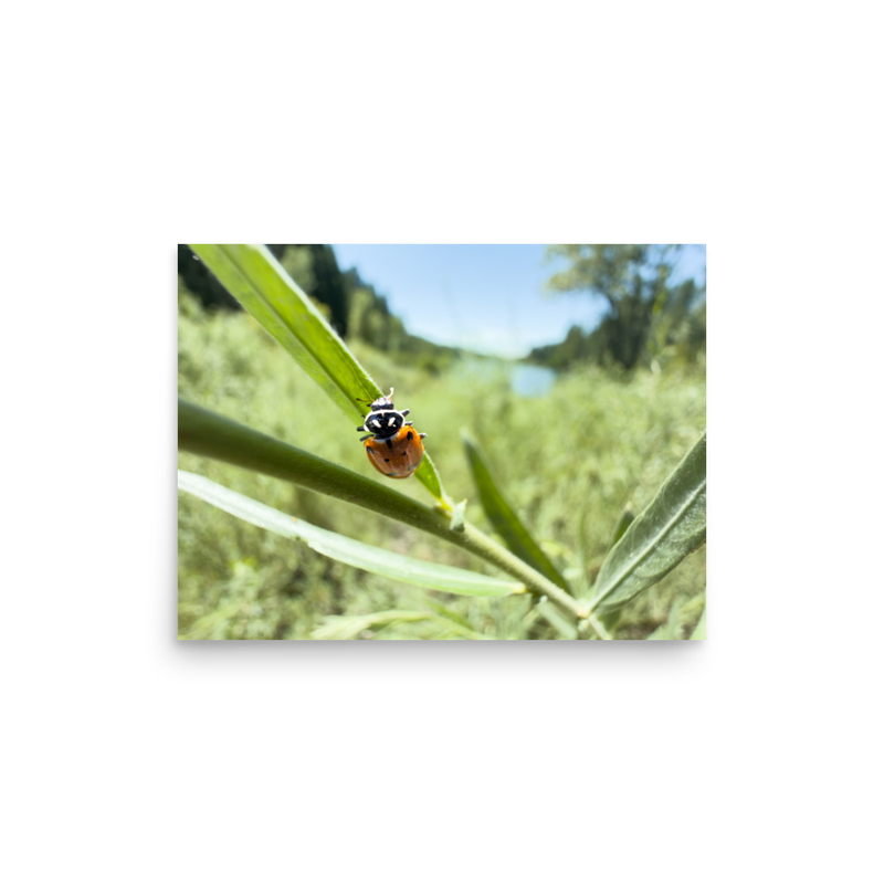 Lady Bug Poster