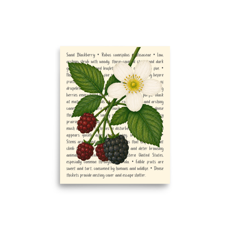 Sand Blackberry Open Edition Proof