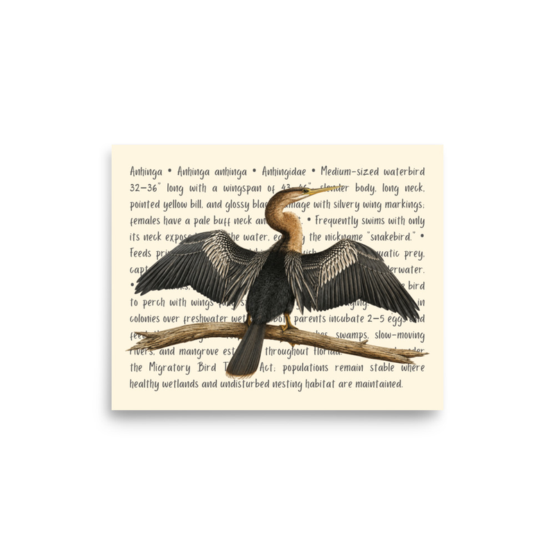 Anhinga Open Edition Proof