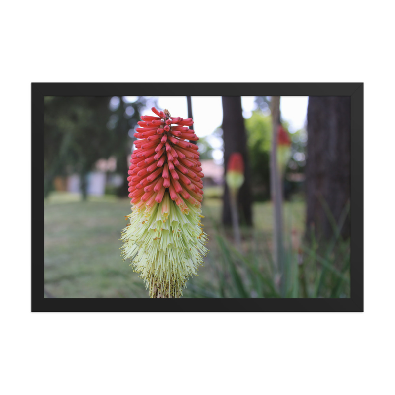 Torch Lily: The Red Hot Poker Flower - 12" x 18" Framed Photo Paper
