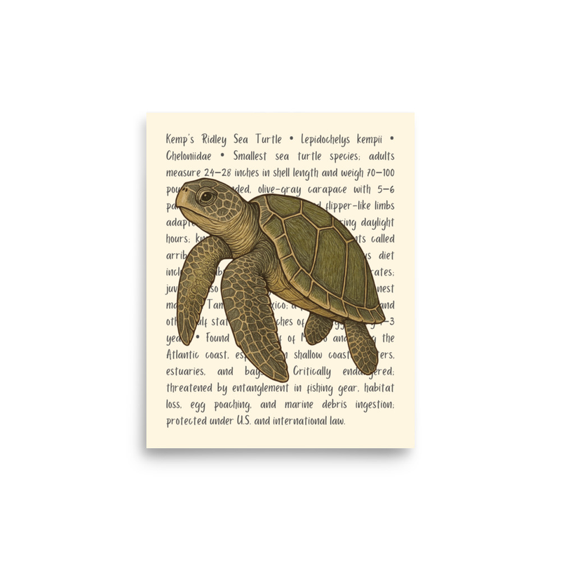 Kemp's Ridley Sea Turtle Open Edition Proof
