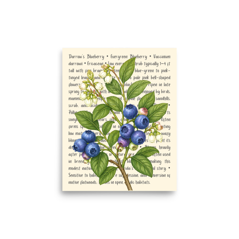 Darrow's Blueberry Open Edition Proof