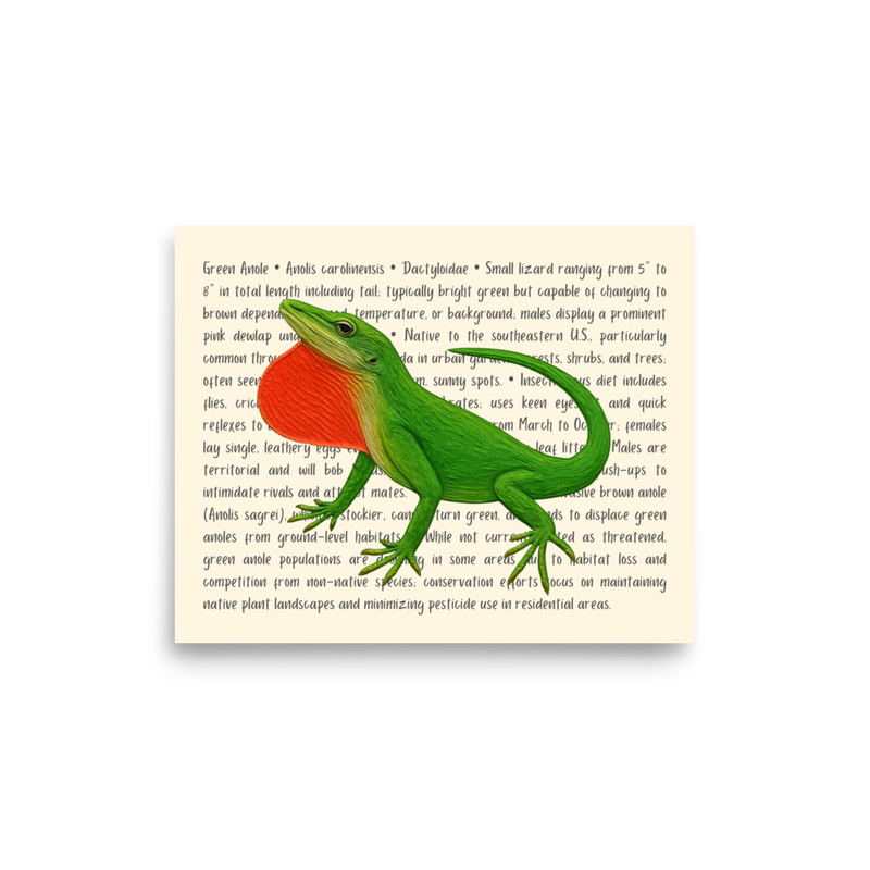 Green Anole Open Edition Proof
