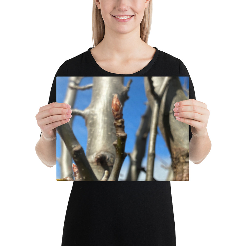 After the Cold Canvas Print – 11″×14″
