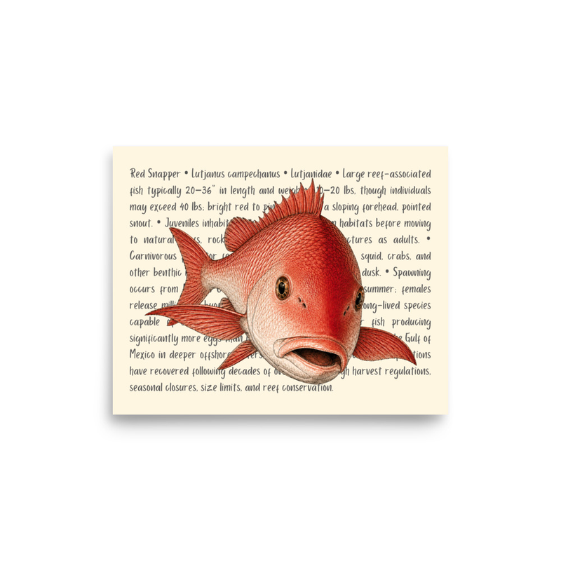 Red Snapper Open Edition Proof