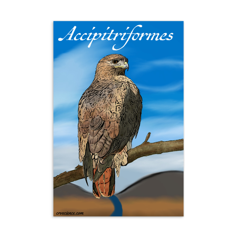 Accipitriformes (Red Tailed Hawk) - Standard Postcard 4"x6"