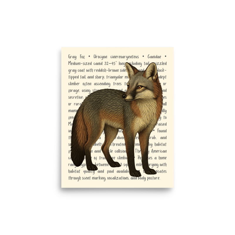 Gray Fox Open Edition Proof