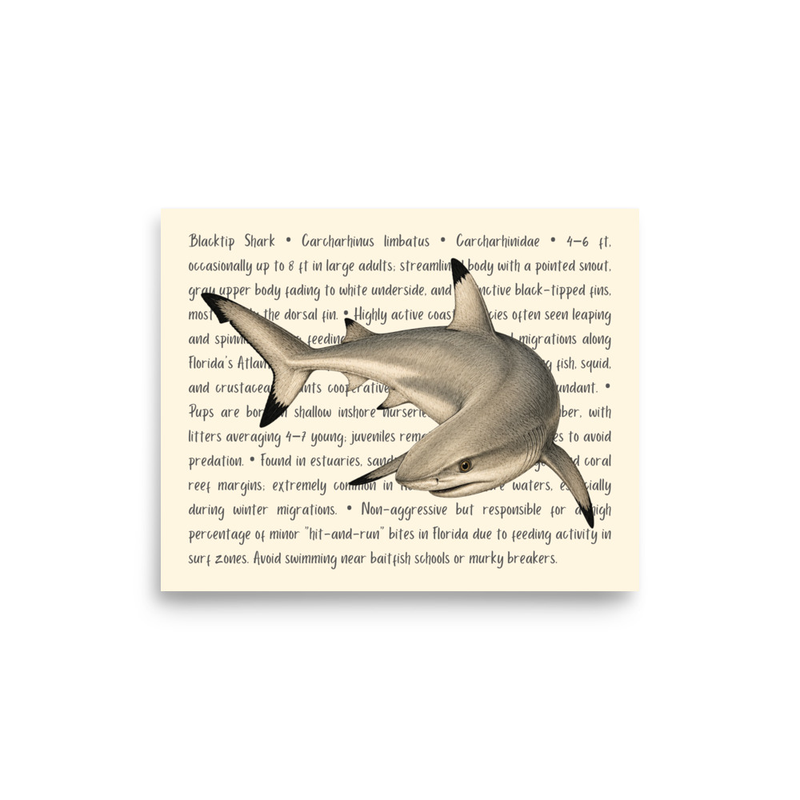 Blacktip Shark Open Edition Proof
