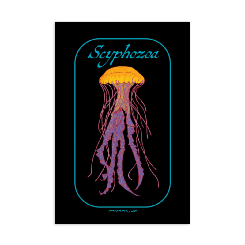 Scyphozoa (Sea Jellies) - Standard Postcard 4"x6"