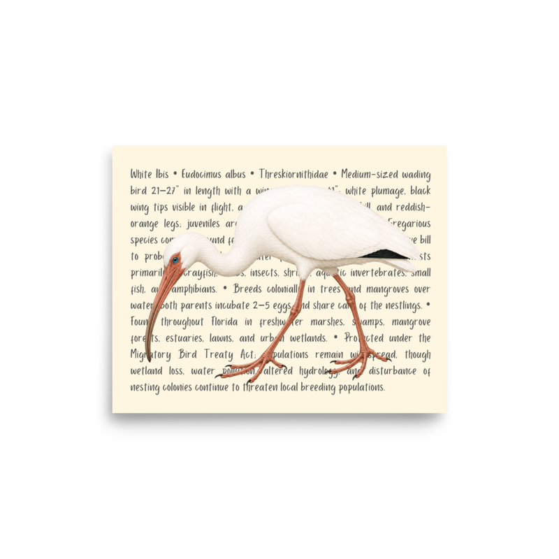 White Ibis Open Edition Proof