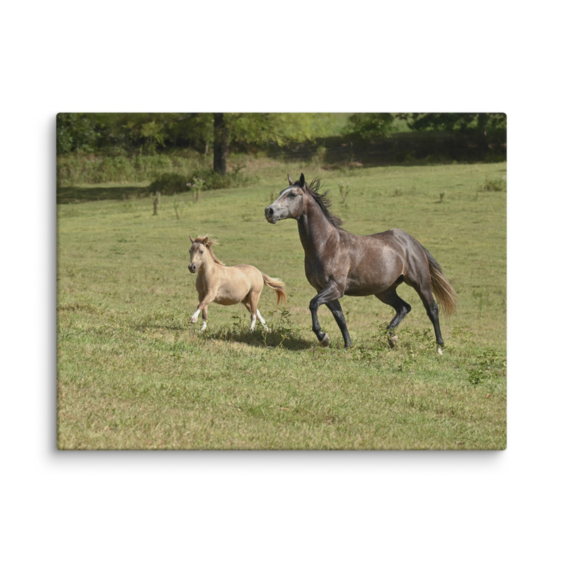 Horse and Miniature Horse Canvas 