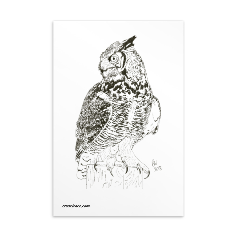 Great Horned Owl (Bubo virginianus) - Standard Postcard 4"x6"