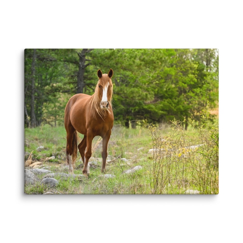 Sunny Days Canvas