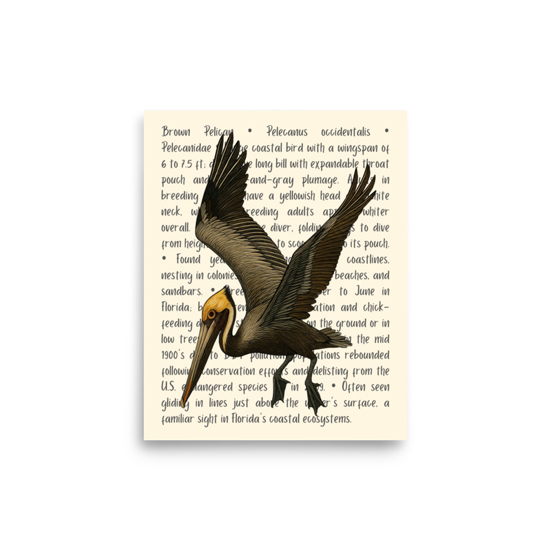 Brown Pelican Open Edition Proof