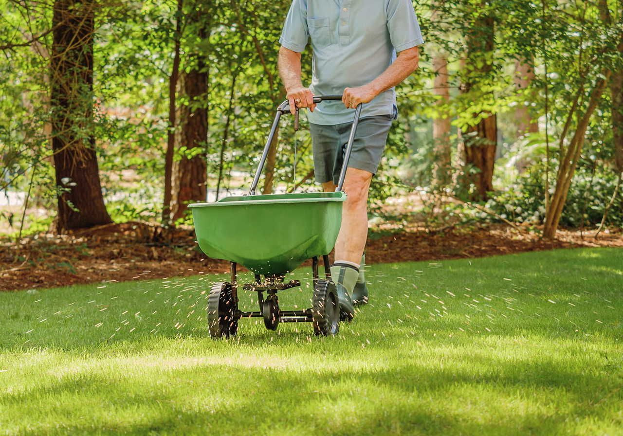 A man pushes a green fertilizer spreader across a lush lawn surrounded by trees, spreading granules.