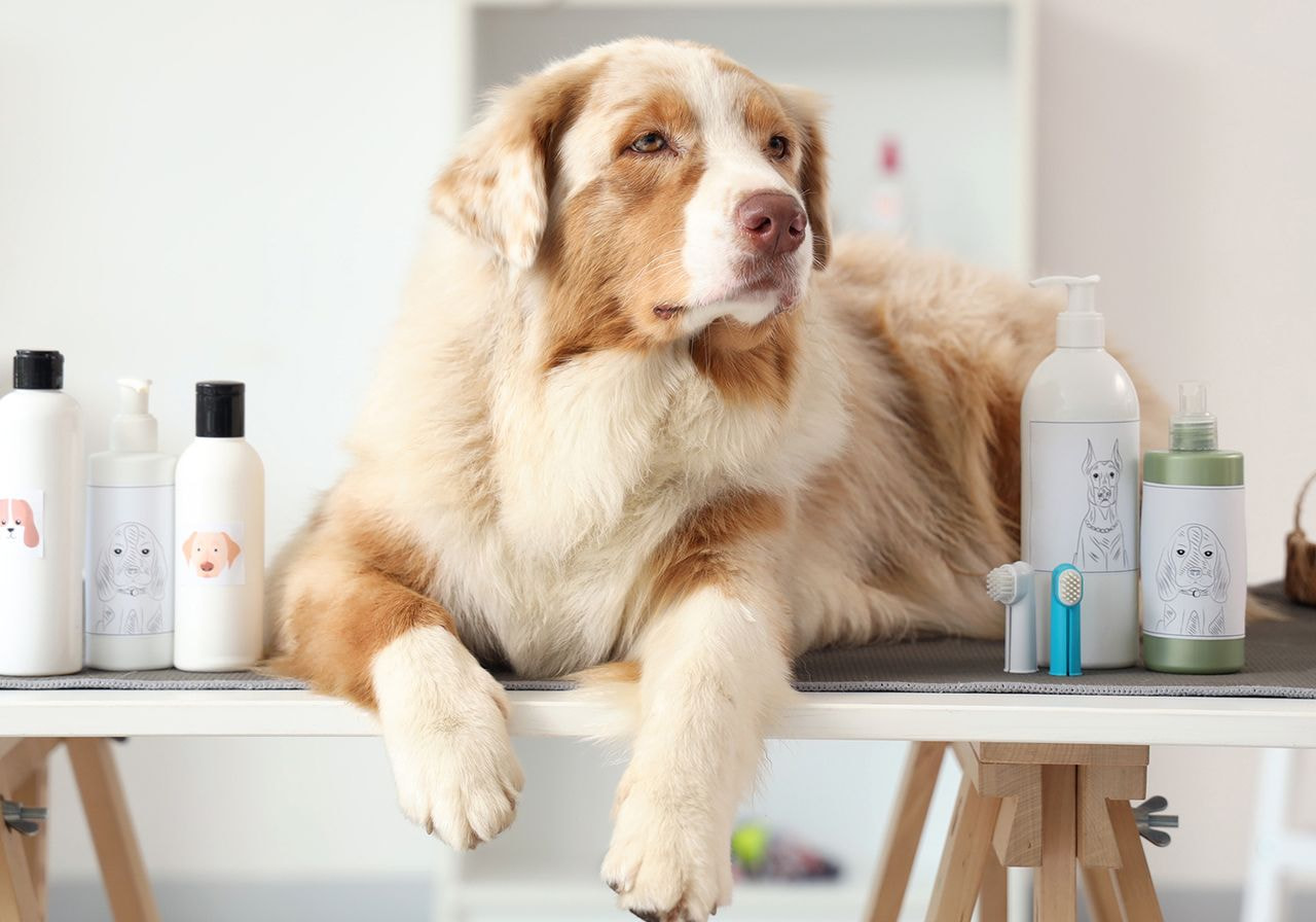 A dog sits on a table surrounded by various dog products, including toys, treats, and grooming supplies.