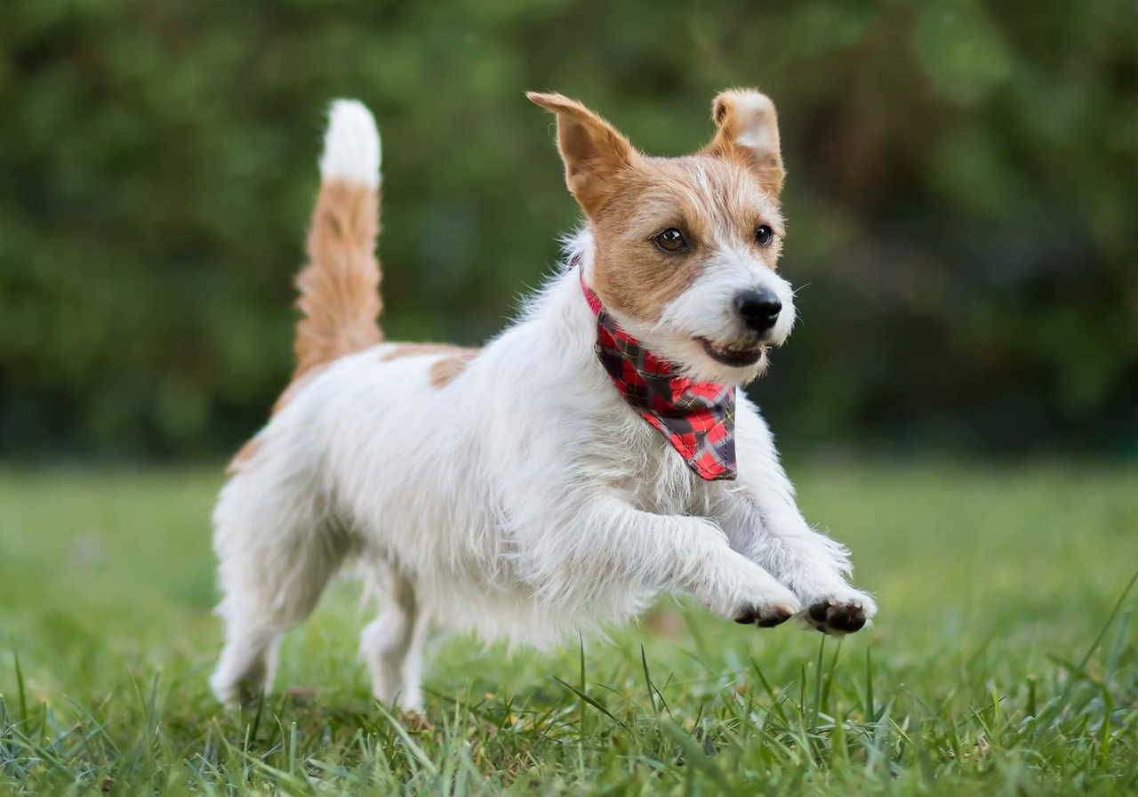 A small dog with a brown and white coat wearing a red and black checkered bandana, playfully jumping in a grassy field.