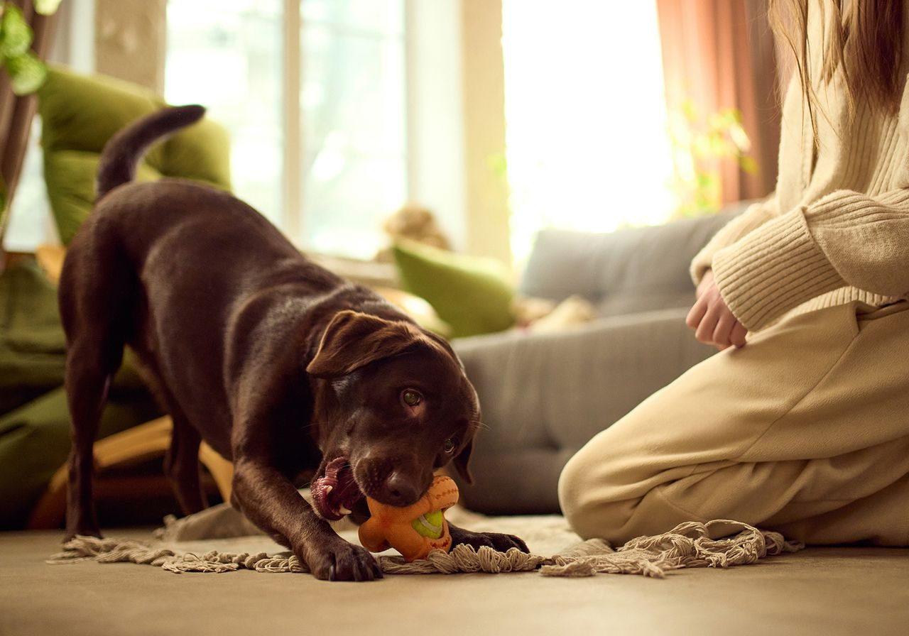 A dog is playing with a toy