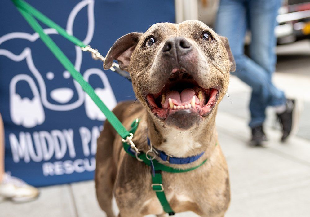 a happy-looking dog