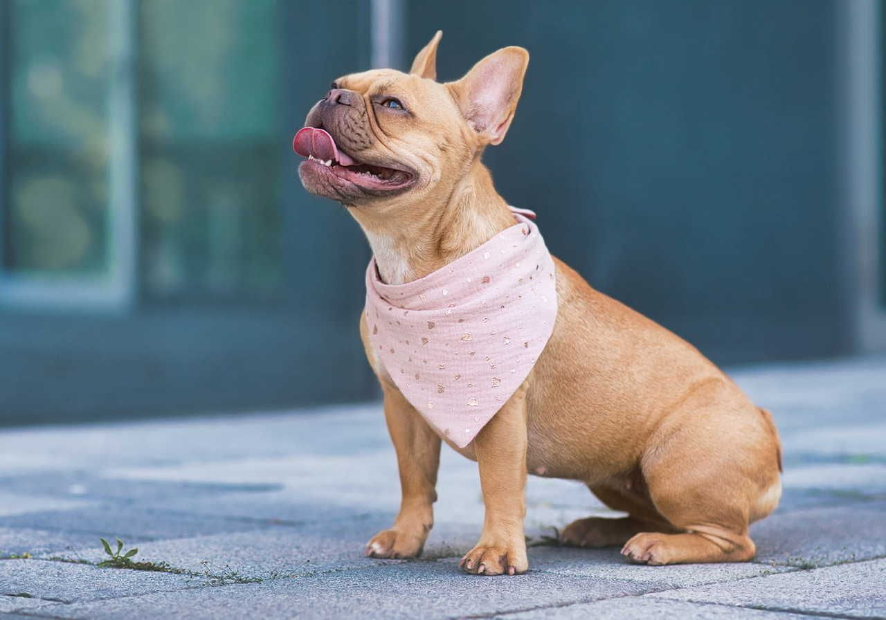A happy brown French Bulldog sits on a paved ground, wearing a pink patterned bandana.