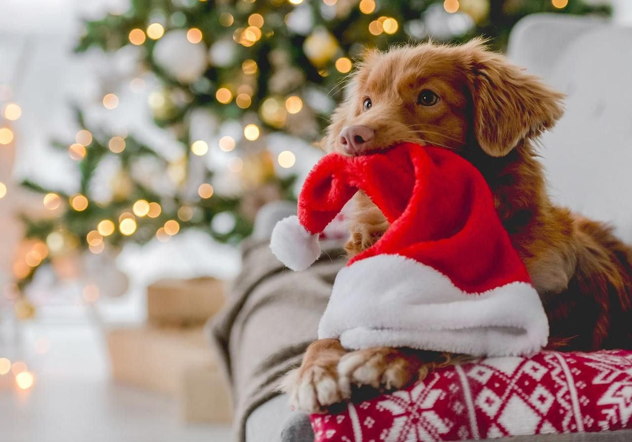 A dog wearing a Santa hat sits on a couch, looking cheerful and festive for the holiday season.