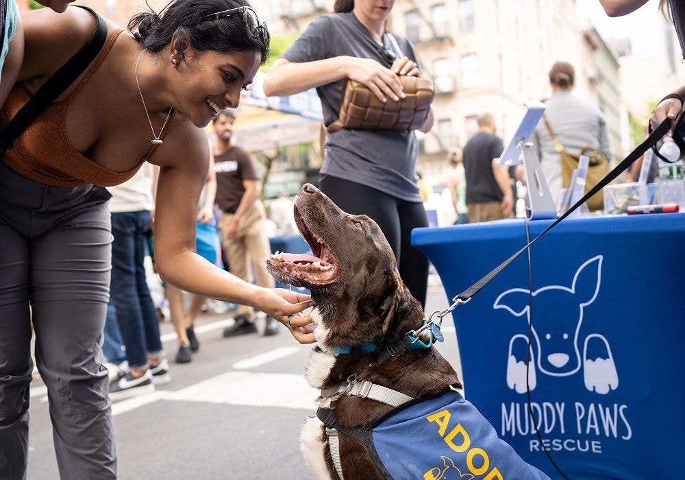 a person scratching a dog's neck