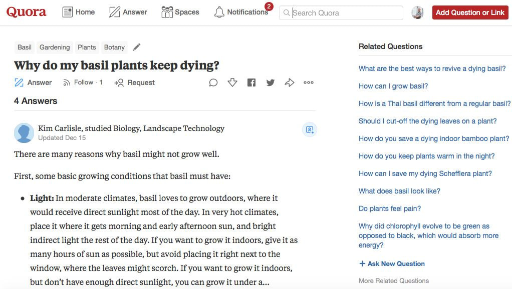 quora_basil_plants