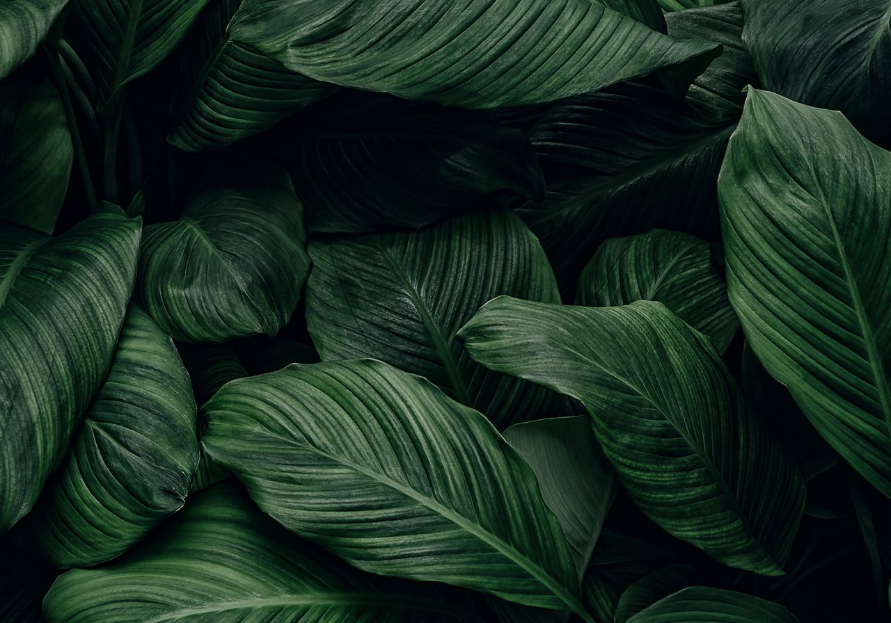 Dense cluster of large, overlapping green leaves with prominent veins, creating a lush and tranquil natural texture.