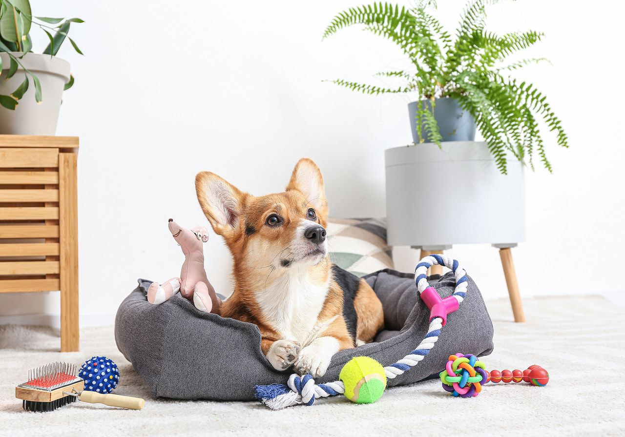 A dog sits comfortably in a dog bed surrounded by colorful toys, looking content and relaxed.