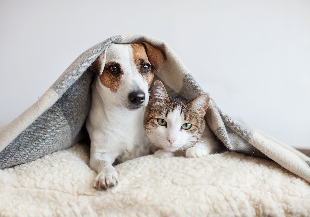 A small dog and a cat cuddle under a gray blanket on a soft, cream-colored surface. 