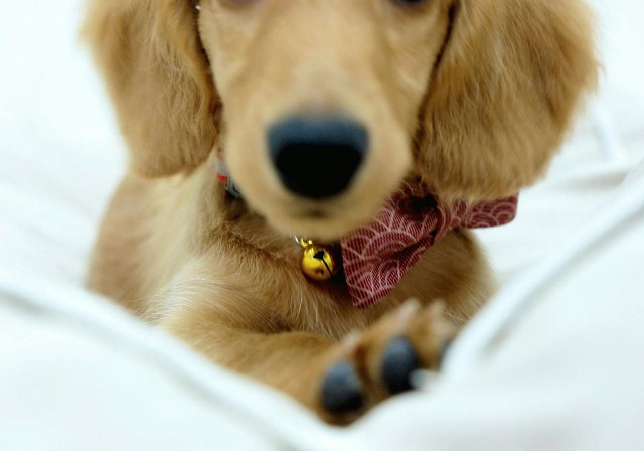 A small dog lying down.
