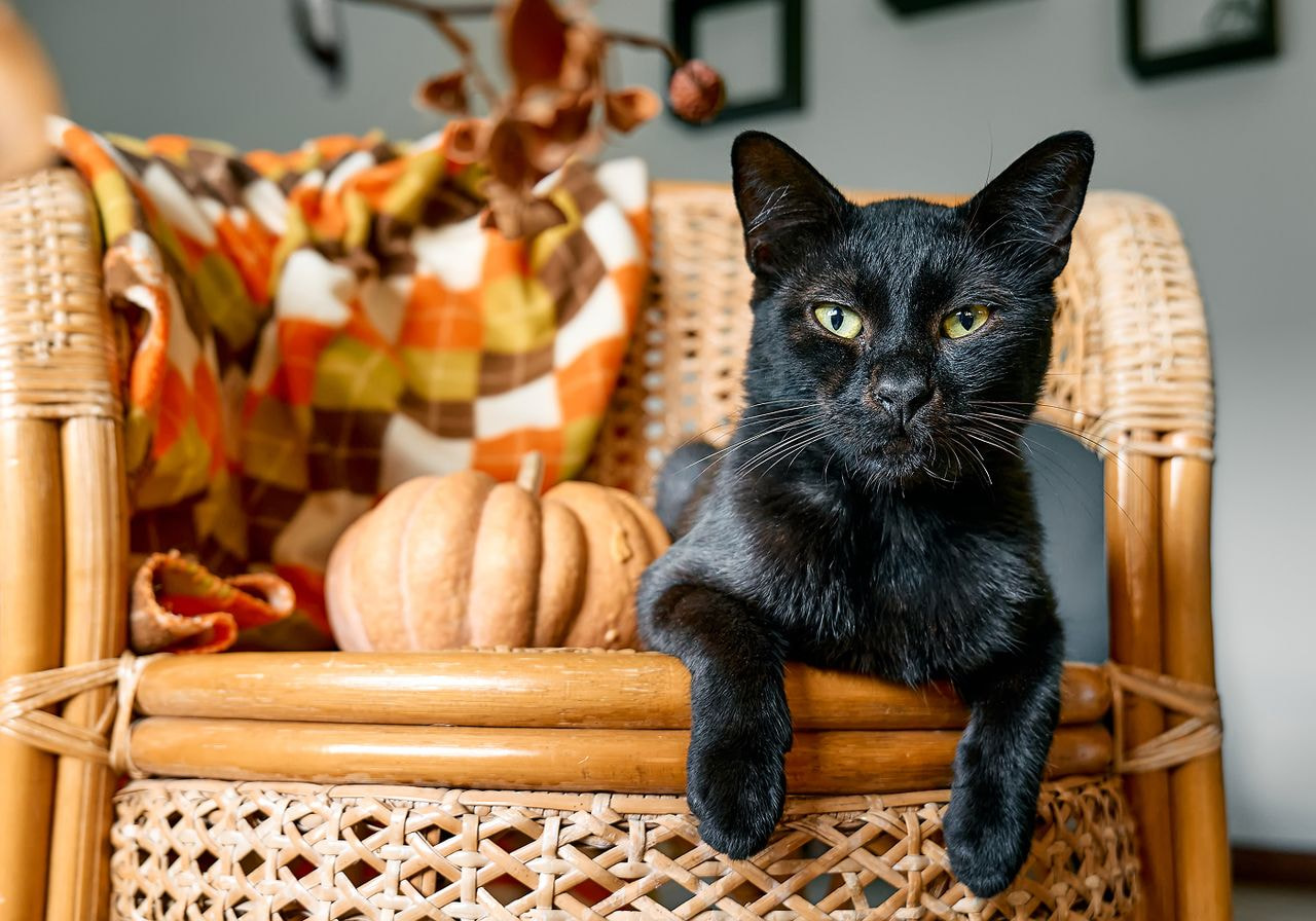 A black cat lounges on a wicker chair next to a small pumpkin and an orange plaid blanket.