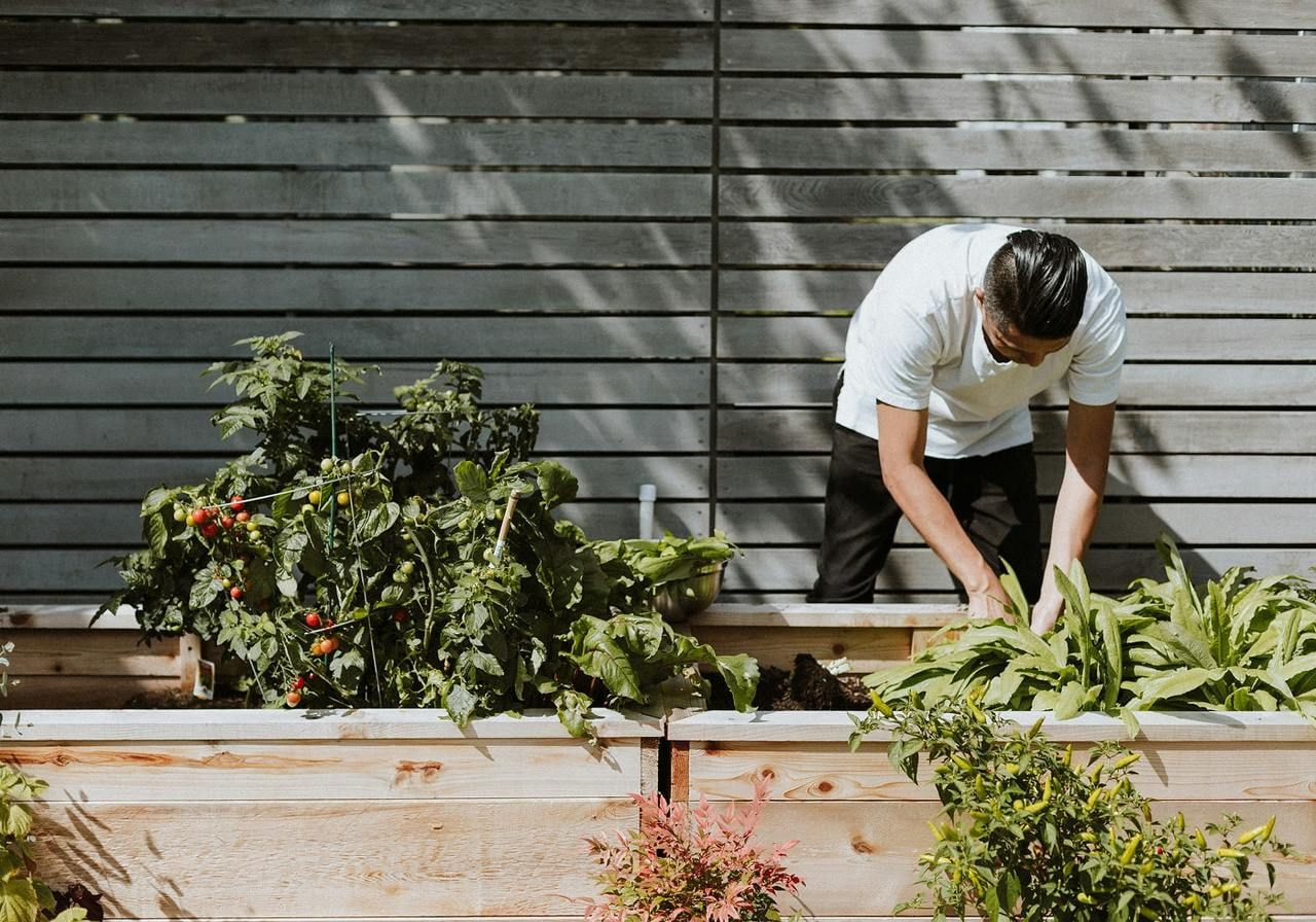 A man carefully tending to green plants in a raised garden bed under bright sunlight.