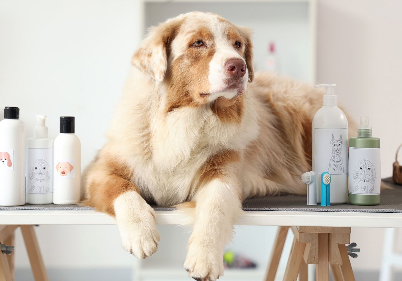A dog sits on a table surrounded by various dog products, including toys, treats, and grooming supplies.