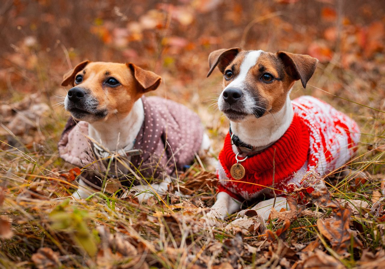 Two Jack Russell terriers lie in autumn leaves, one wearing a brown polka-dot coat and the other a red and white knit sweater.
