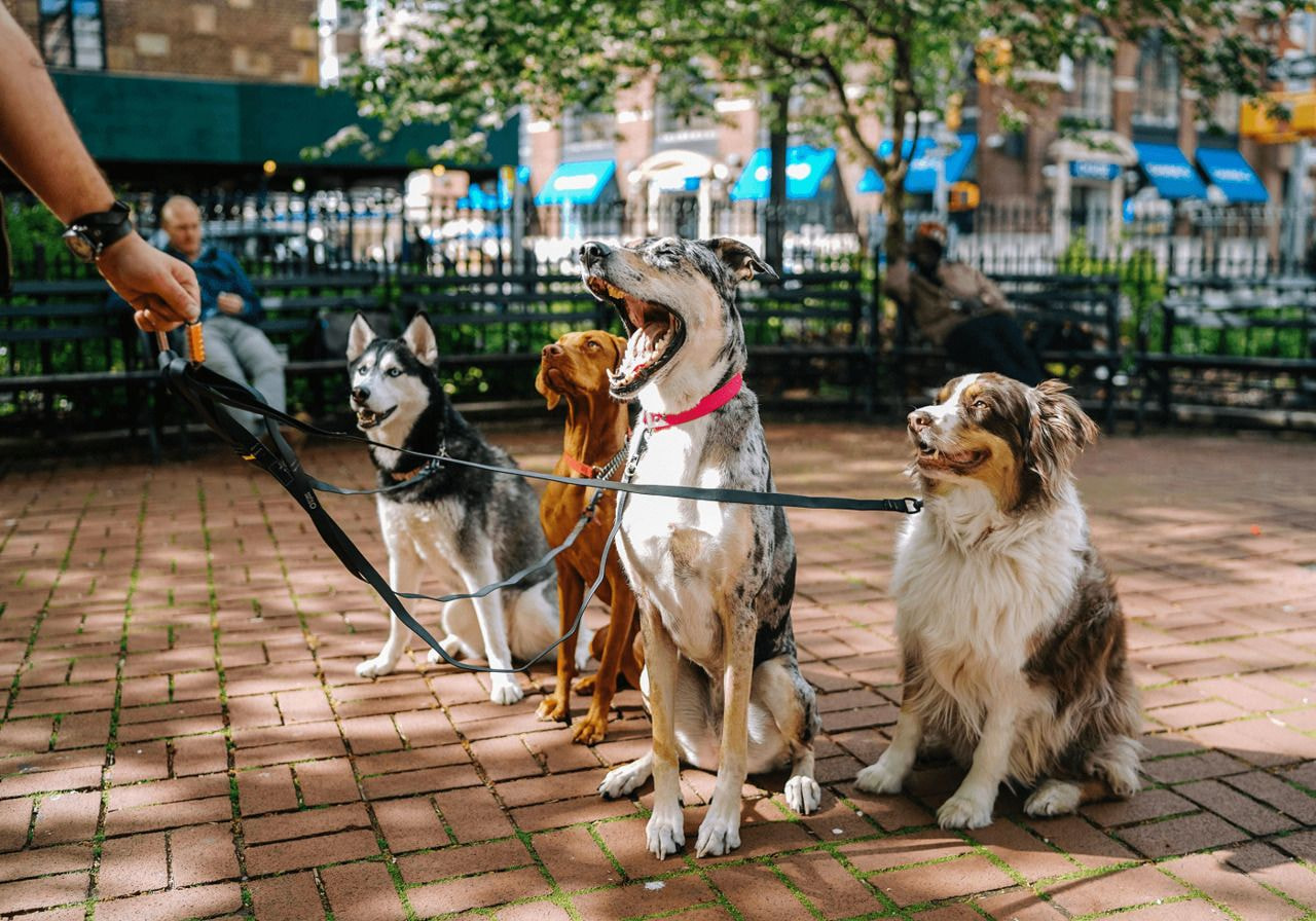 A few dogs on leashes exploring a park, with trees and grass creating a serene outdoor atmosphere.
