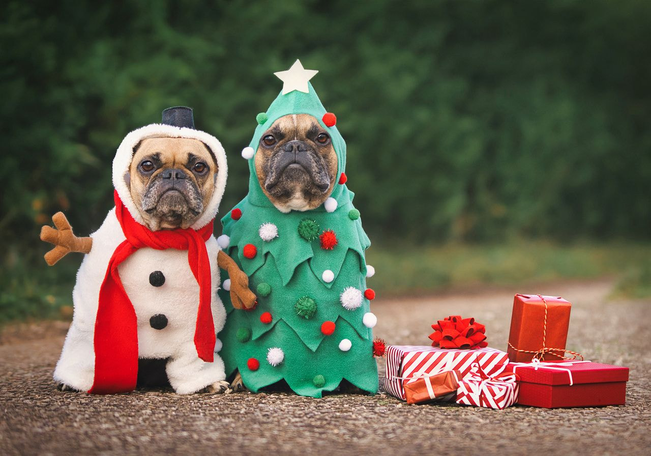 Two French bulldogs dressed in a snowman costume and a Christmas tree costume sit side by side next to a pile of wrapped presents.